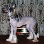 Allegro iz Kitayskogo Doma Chinese Crested