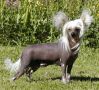 Maldinis Sancy Sapphire Chinese Crested