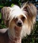 Solino's McCloud du Copcopine  Chinese Crested