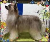 GCh Ethereal V Ashella?s Coco Butter Kisses