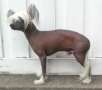 Nudaveritas Code For Men Chinese Crested