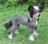 Princess Leia's It's My Life Chinese Crested