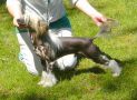 Bl� Mandag's  Incredible Stars Acro Chinese Crested