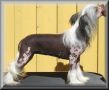 Blue Wing's Dream Not For Sale Chinese Crested