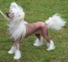 Dragon Moon Extravaganza Chinese Crested