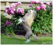 Belshaw's Off Course Chinese Crested