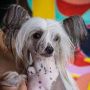 Jch. MultiCh. Dakota Rose All You Need Is Love Chinese Crested