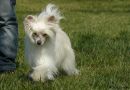 Odyssea Dandy Mate Chinese Crested