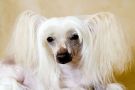 Fantastik Kashmir Ramona Beauty Chinese Crested