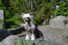 Inya Dreams Material Girl Chinese Crested