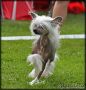 Liddyleaze Carbon Date Chinese Crested