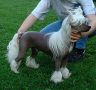 Proud Pony Pole Position Chinese Crested