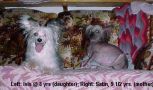 Heartcrest Satin Lace DOM Chinese Crested