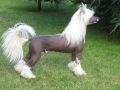 Legends The Great Contender Chinese Crested