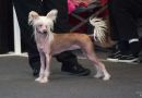 Xioma Saffron Moon Chinese Crested