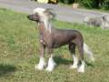 Oberon Dolce Vita Chinese Crested