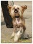 Fain Gold Neyvon De Lor Chinese Crested