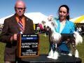 Belshaw's Gold Treasure Chinese Crested