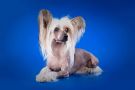Angelika Markiza Ringa Chinese Crested