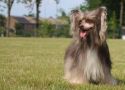 Perl Magic Infanta Chinese Crested