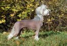 Bed'ykins B'on-Jenini Chinese Crested