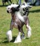 Legends Johnny Ringo Chinese Crested