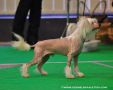 Chinetta's Co Jambalaya Chinese Crested