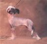 Gulleiv's Harlequin Chinese Crested