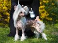 Britany Urbi Decoroso Chinese Crested
