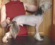 Sasquehanna Zulus Chinese Crested