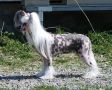 Suanho's Achumawi Chinese Crested