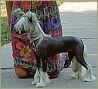 A Little Rendezvous N'co. Chinese Crested