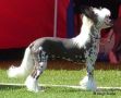 Untouchable's Daidalos Chinese Crested