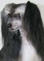 Oceanic Ozra Imperija Chinese Crested