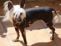 R'Leao-Li de l'Ancien Relais Chinese Crested