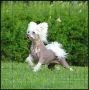 Annamac Crazy Crystal Chinese Crested