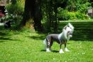 Mona Lisa Top Model De Rama Chinese Crested