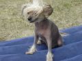 Ez Son'ka Gold Hend Chinese Crested