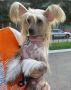 Star Style Biznes Ledi Chinese Crested