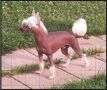 Blandora Body And Soul Chinese Crested