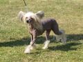 Doucai's  Horny Heiress  Chinese Crested