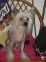 Mexicatl Chilly Willy Chinese Crested