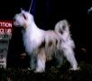 Sunstar's Victory Dance Chinese Crested