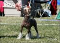 Drmtorpet's Arborina Of S Kid Chinese Crested