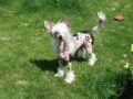 Dream Of Small Gods de Almamasan Chinese Crested