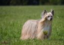 Best Of Stars Acro Chinese Crested