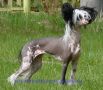 Moya Rayskaya Ptichka iz Jablonevogo Sada Chinese Crested