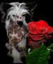 Albert Chlupat Poklad Chinese Crested