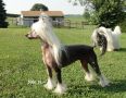 Solaris Cover Girl at Legends Chinese Crested