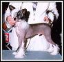 Ivory's Renegade Of Wildwood Chinese Crested